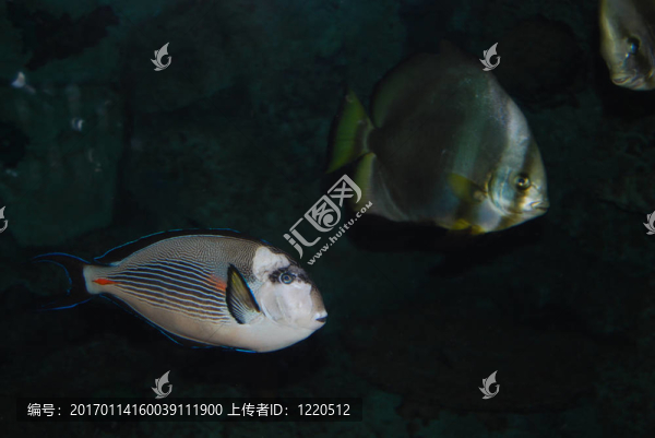 多游泳的魚
