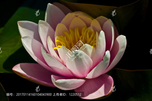 水百合