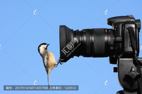 黑頂山雀