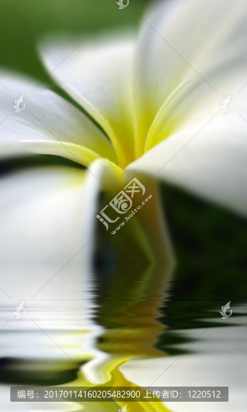 美麗的花