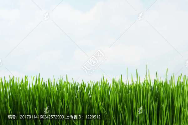 草