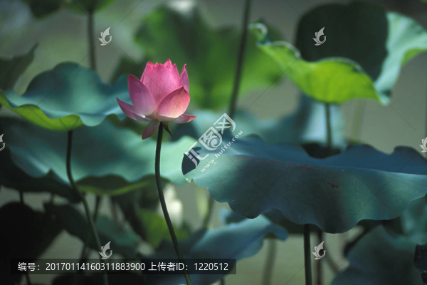 蓮花葉