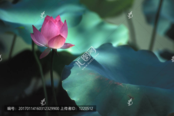 荷花在陽(yáng)光下
