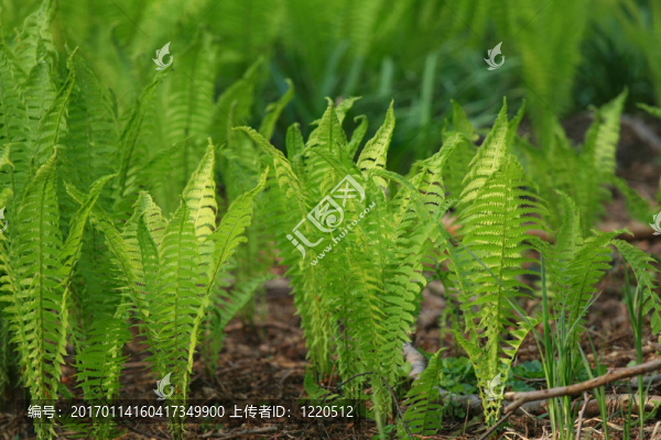 蕨類植物的葉子