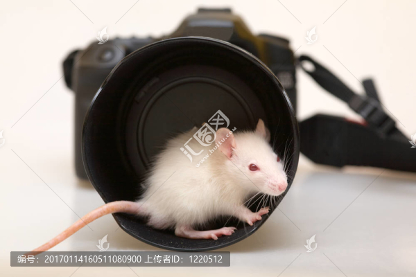 房子