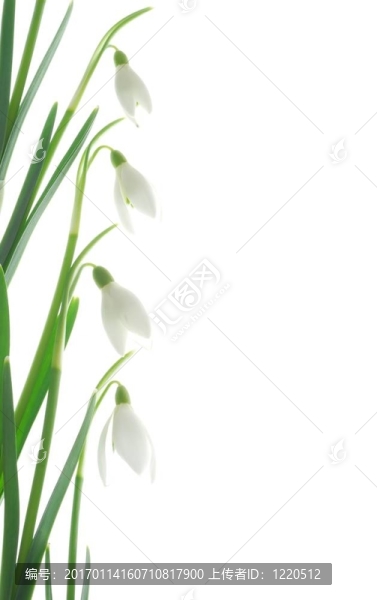 白色的雪花