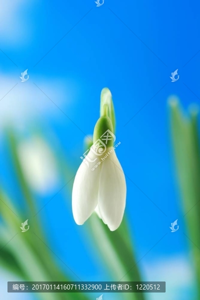 白色的雪花蓮
