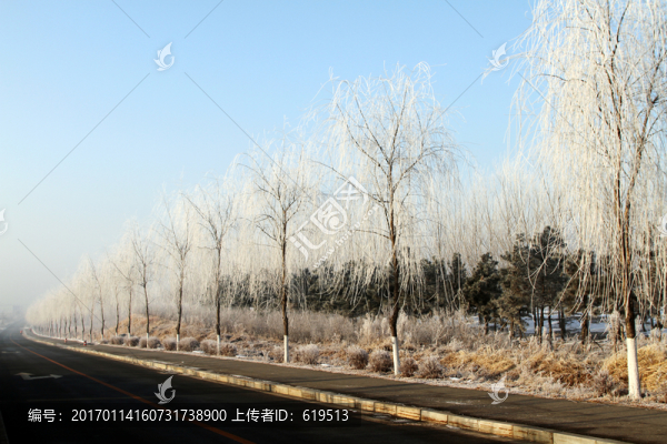 霧凇,樹木,路邊
