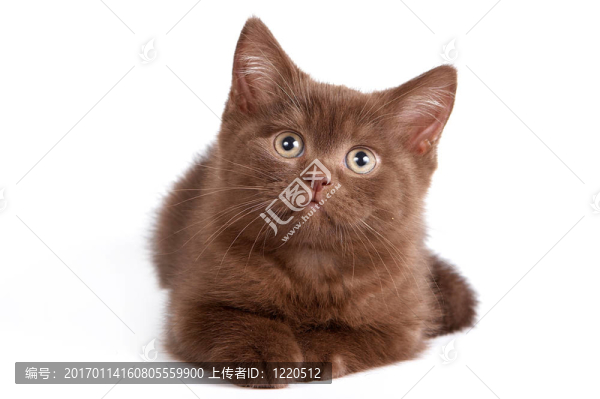英國(guó)短毛貓的小貓?jiān)诎咨尘? title=