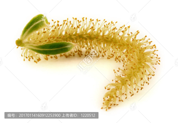 白柳樹(shù)開(kāi)花