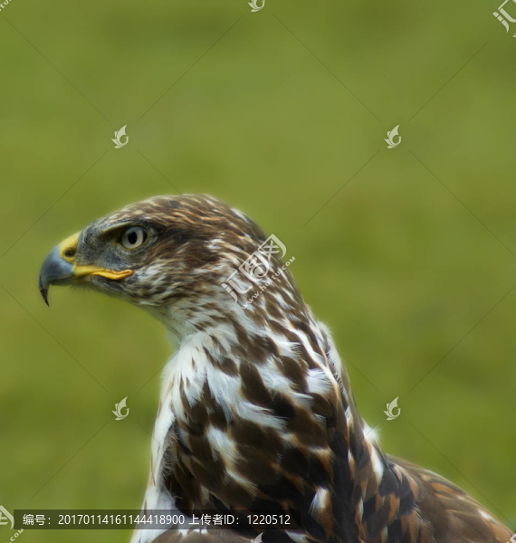鷹-匯圖網(wǎng) www.fosd68.com 鷹