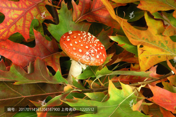 鵝膏菌