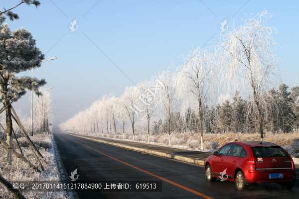 霧凇,樹木,路邊