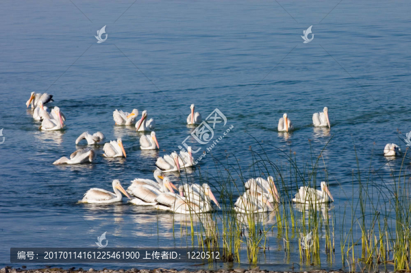 鵜鶘游泳