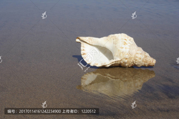 貝殼