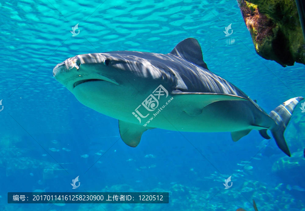鯊魚