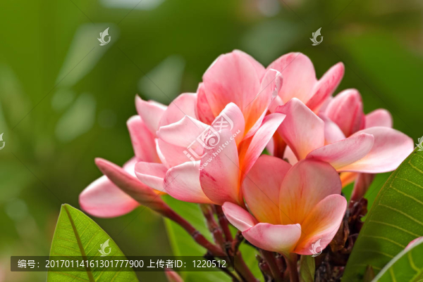 雞蛋花