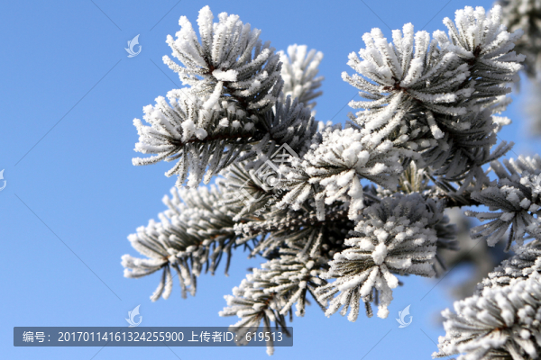 霧凇,樹枝,枝葉