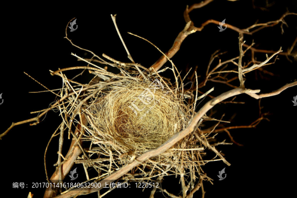 黑色背景上的空鳥巢