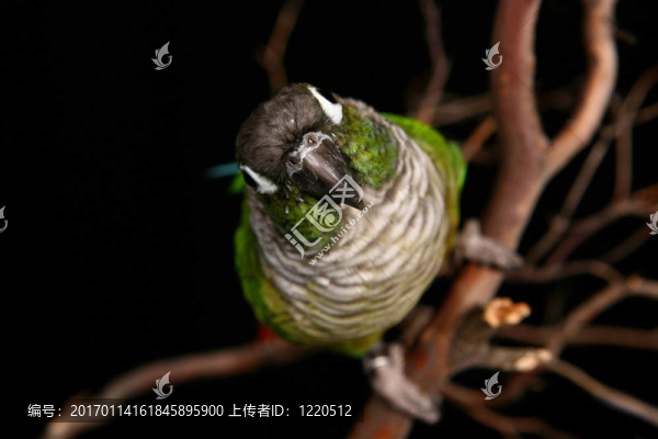 對(duì)鸚哥場(chǎng)圖像高深度