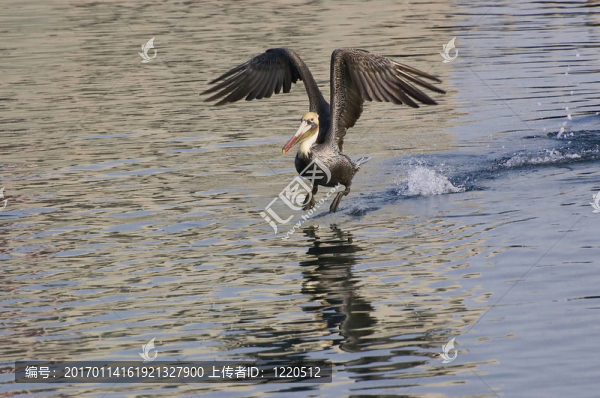 Brown,Pelican脫下