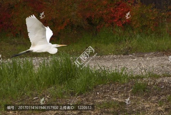 大白鷺