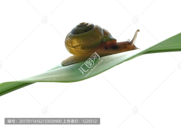 snailslope