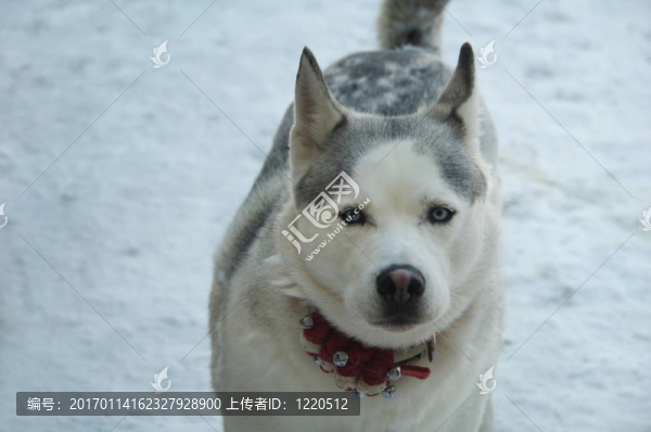西伯利亞哈士奇