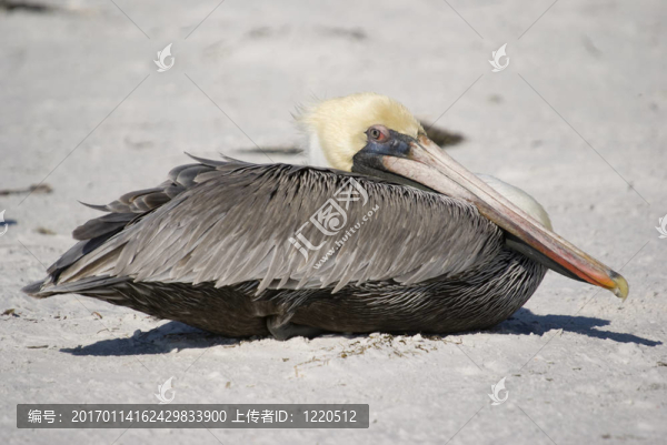 棕鵜鶘
