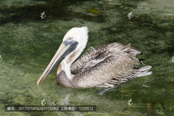 棕鵜鶘