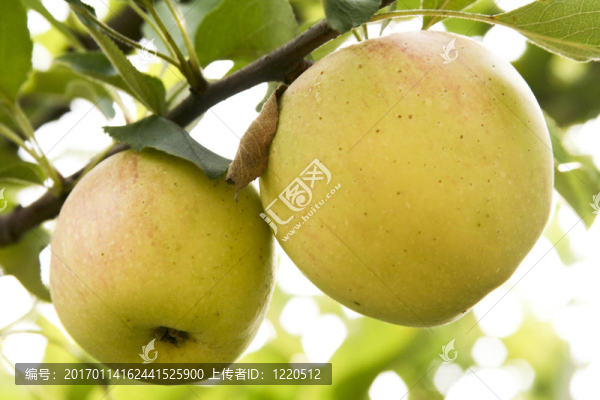 樹上的兩個(gè)蘋果