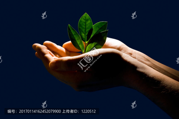 萌芽