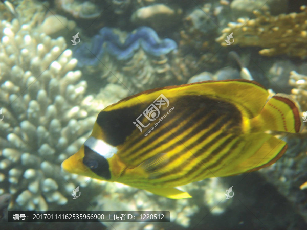 珊瑚魚