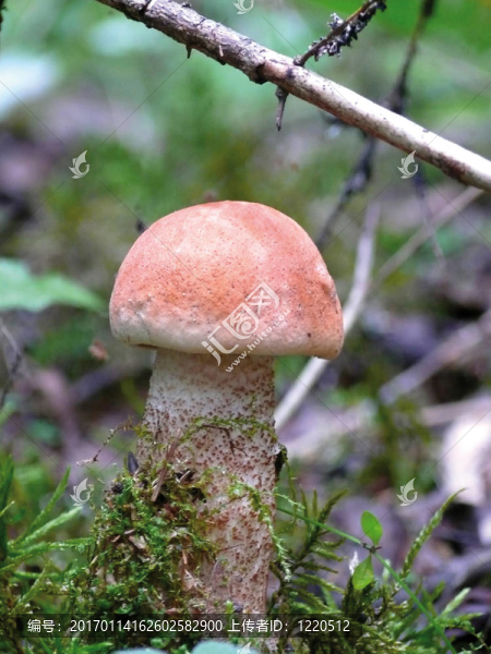楊樹菇