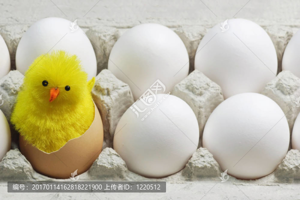 小雞在白蛋之間