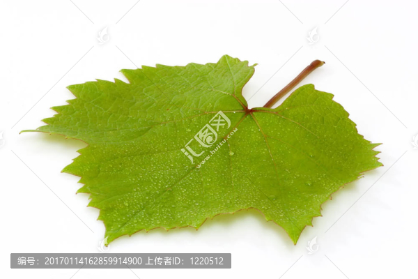 野棉花
