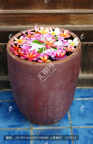 熱帶花卉