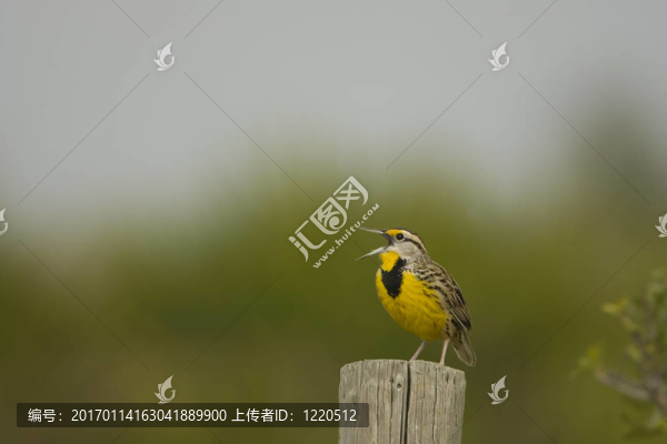 草地鷚的歌唱