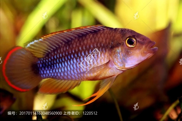 apistogramma,nijsseni