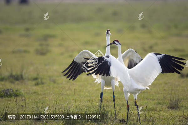 鳴鶴