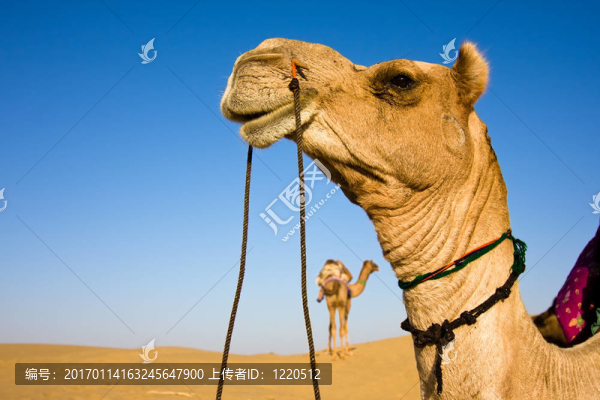 駱駝的頭-匯圖網(wǎng) www.fosd68.com 駱駝的頭