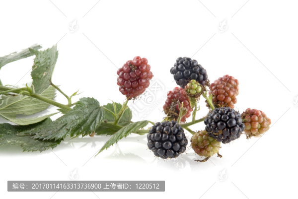 成熟和未成熟的黑莓