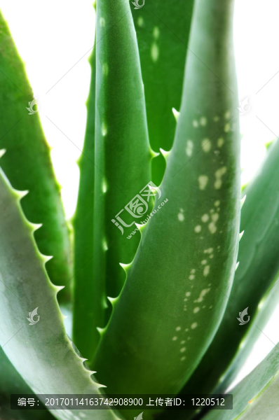 蘆薈植物