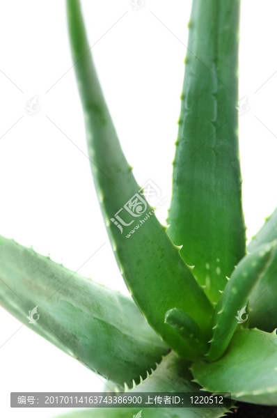 蘆薈植物