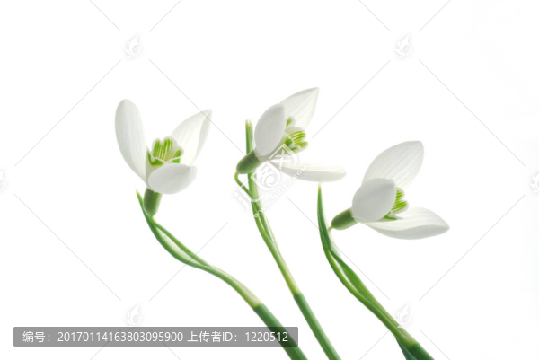白色的雪花