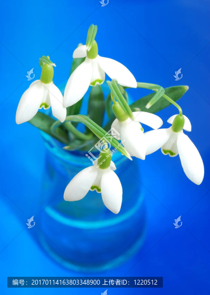 白色的雪花蓮