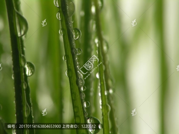 綠草滴