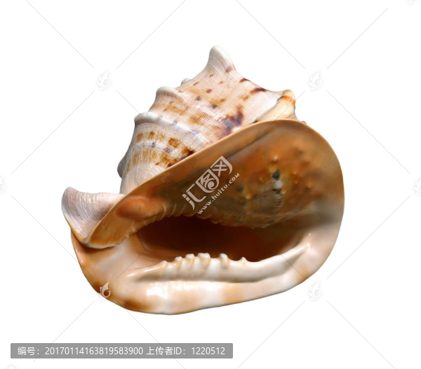 海扇殼