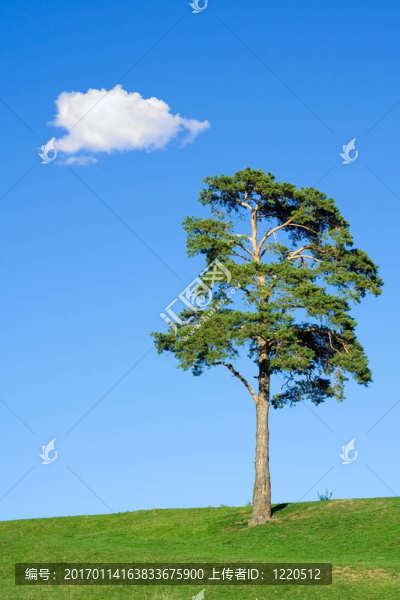 冷杉樹