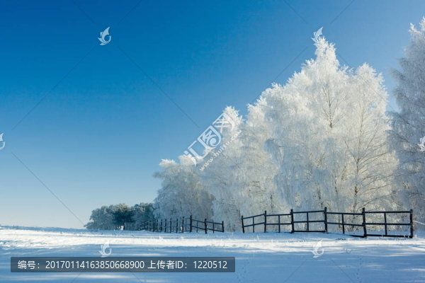 冬季景觀和樹木